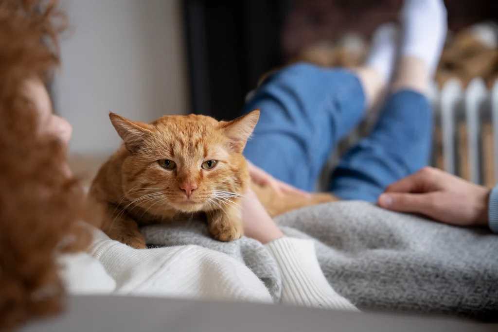 5 errores comunes en el cuidado del gato doméstico (y cómo evitarlos) 3 5 errores comunes gato domestico 3 5-errores-comunes-gato-domestico