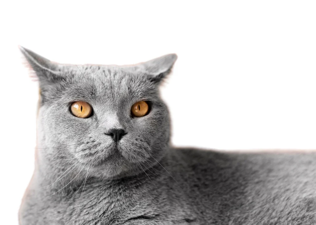 British Shorthair gris: características, carácter y cuidados esenciales 1 British Shorthair 1 British Shorthair