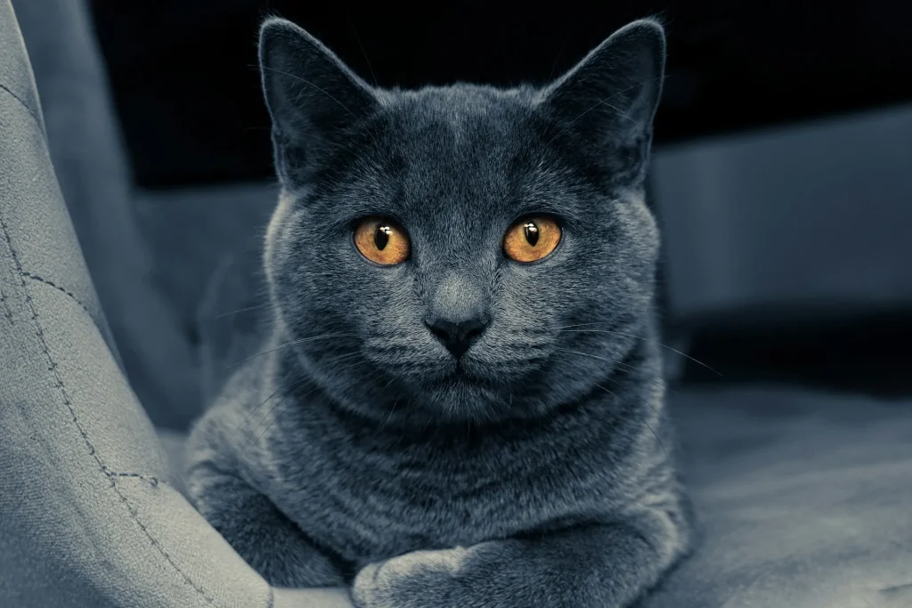 British Shorthair gris: características, carácter y cuidados esenciales 3 British Shorthair 2 Gato Gris