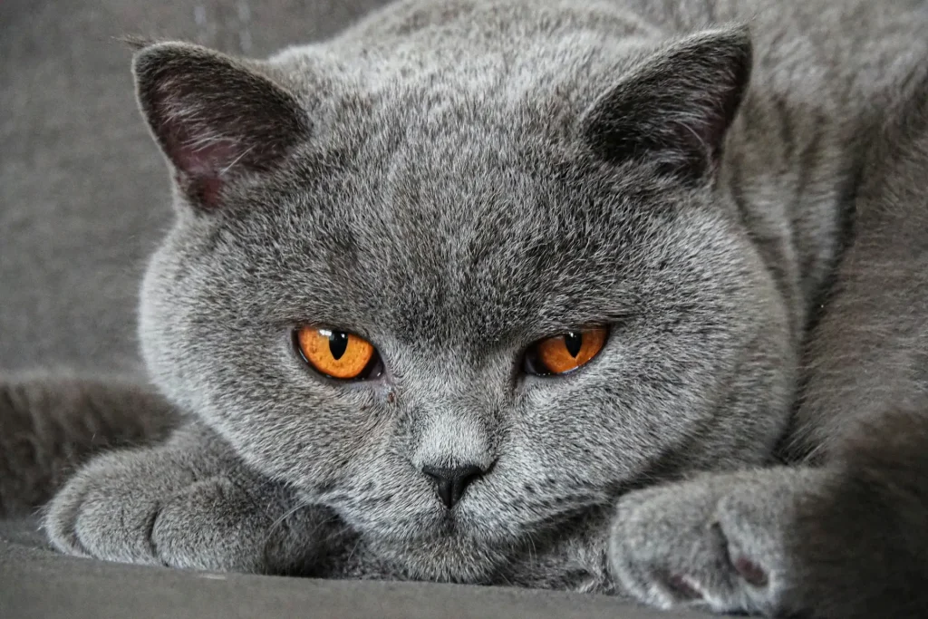 British Shorthair gris: características, carácter y cuidados esenciales 5 British Shorthair 3 Británico de Pelo Corto