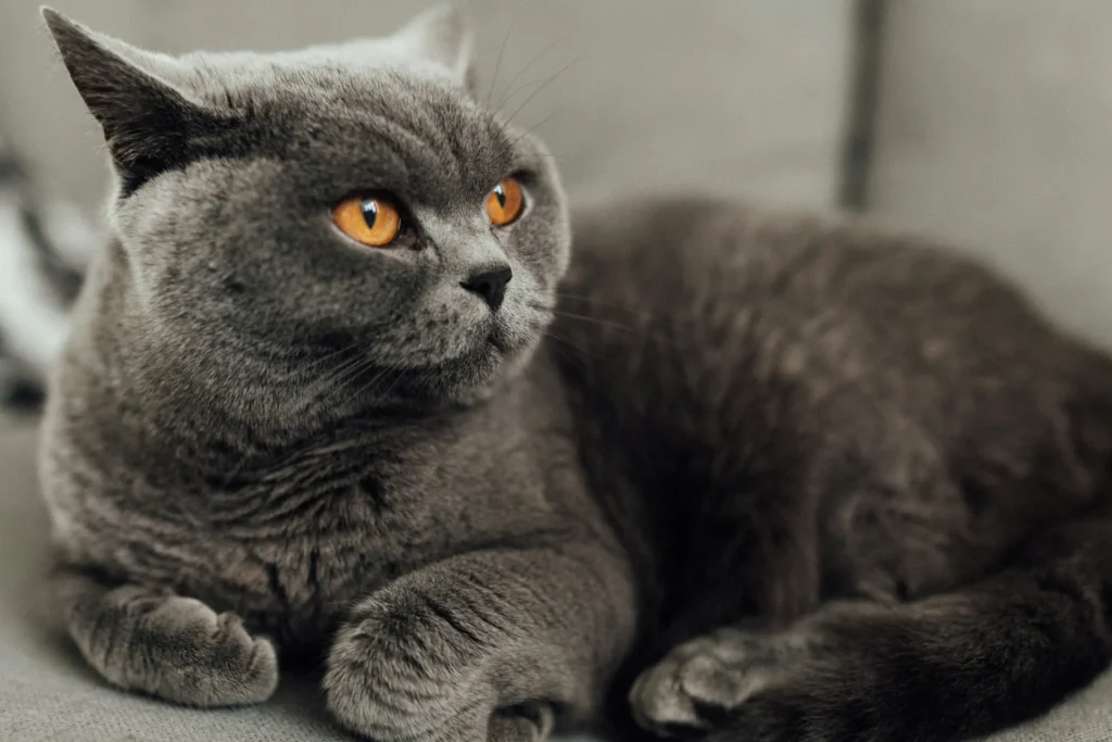 British Shorthair gris: características, carácter y cuidados esenciales 2 British Shorthair 4 British Shorthair