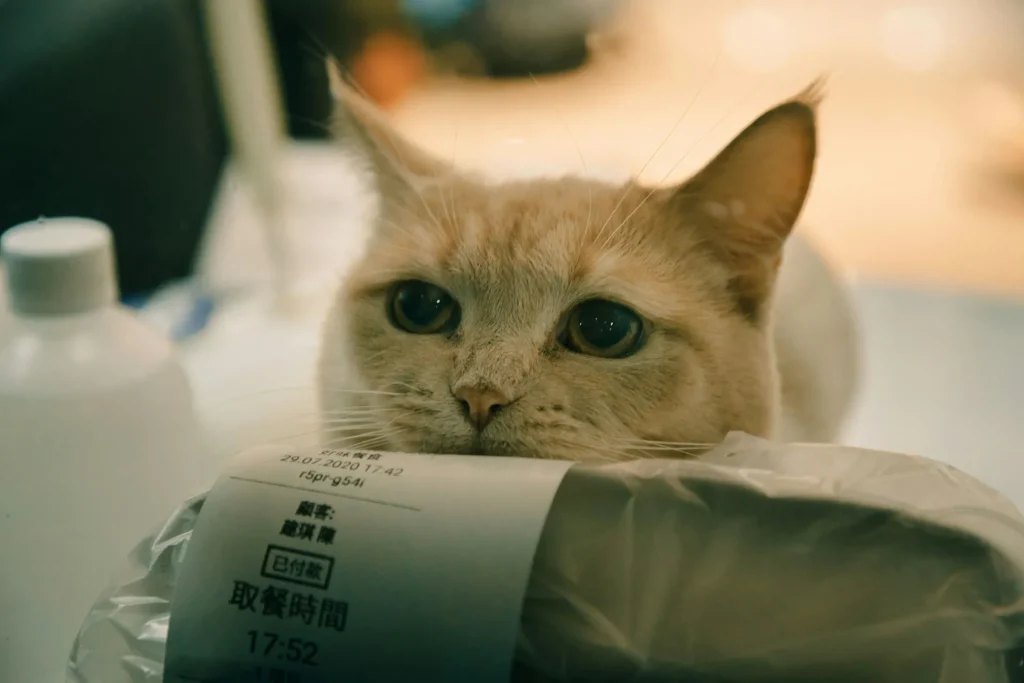 ¿Qué Gato es Mejor para Mí? Guía Completa para Elegir la Raza Ideal 4 Que gato es ideal para mi 2 El mejor gato para mí