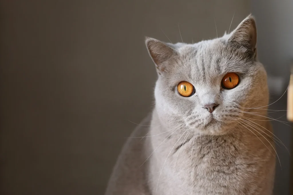 ¿Qué Gato es Mejor para Mí? Guía Completa para Elegir la Raza Ideal 3 Que gato es ideal para mi 3 Tu Gato Ideal