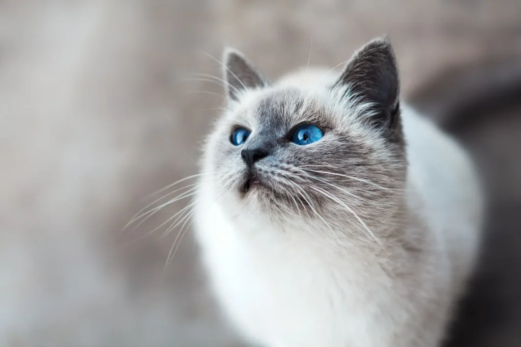 ¿Qué Gato es Mejor para Mí? Guía Completa para Elegir la Raza Ideal 2 Que gato es ideal para mi 4 ¿Que gato es mejor para mí?