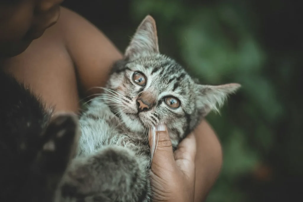 ¿Qué Gato es Mejor para Mí? Guía Completa para Elegir la Raza Ideal 1 Que gato es ideal para mi 5 Que gato me conviene