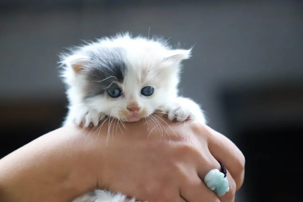 🐱 Gato Ragdoll: Características, personalidad y cuidados de esta raza cariñosa 7 gatito ragdoll gatito ragddoll adopción