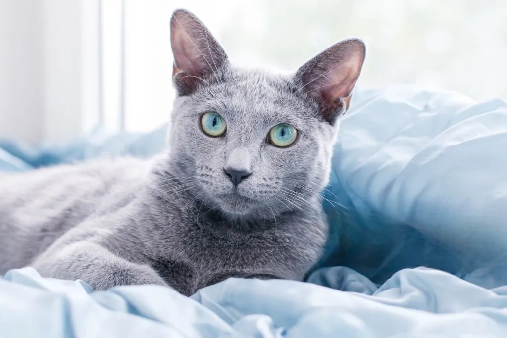 Gato Azul Ruso: características, cuidados y personalidad 1 gato azul ruso 1 gato azul ruso