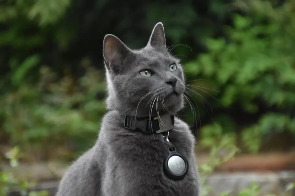 Gato Azul Ruso: características, cuidados y personalidad 6 gato azul ruso 3 gato azul ruso hipoalergénico