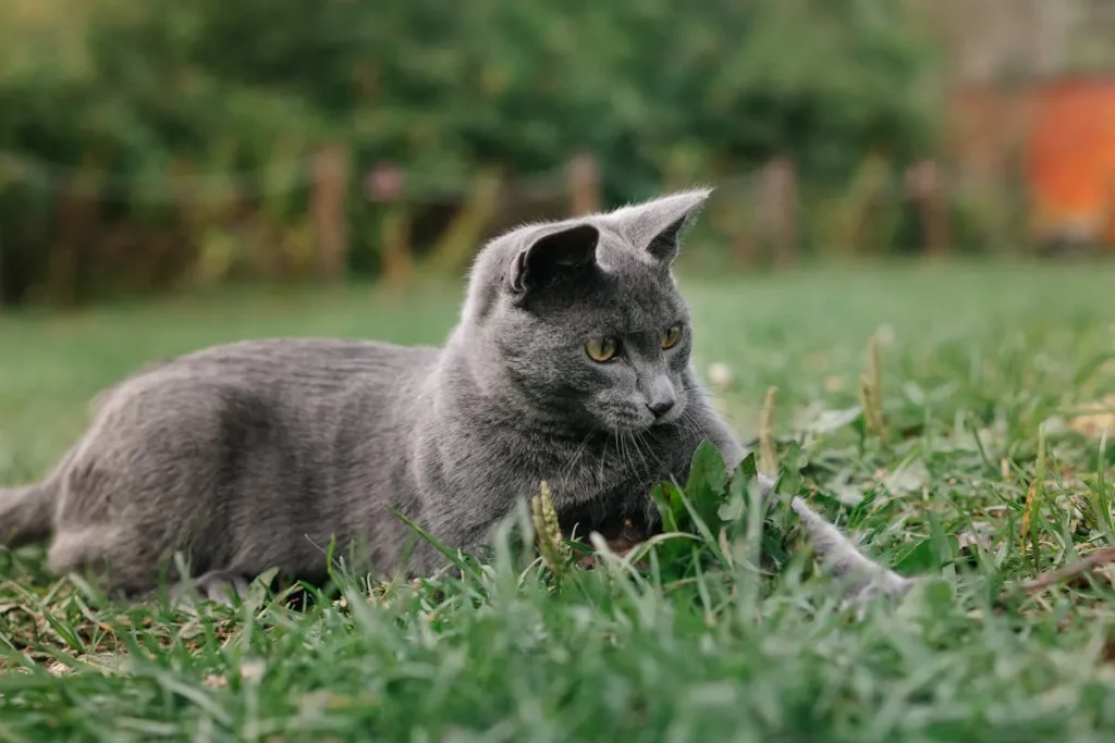 Gato Azul Ruso: características, cuidados y personalidad 2 gato azul ruso 4 Gato Azul Ruso