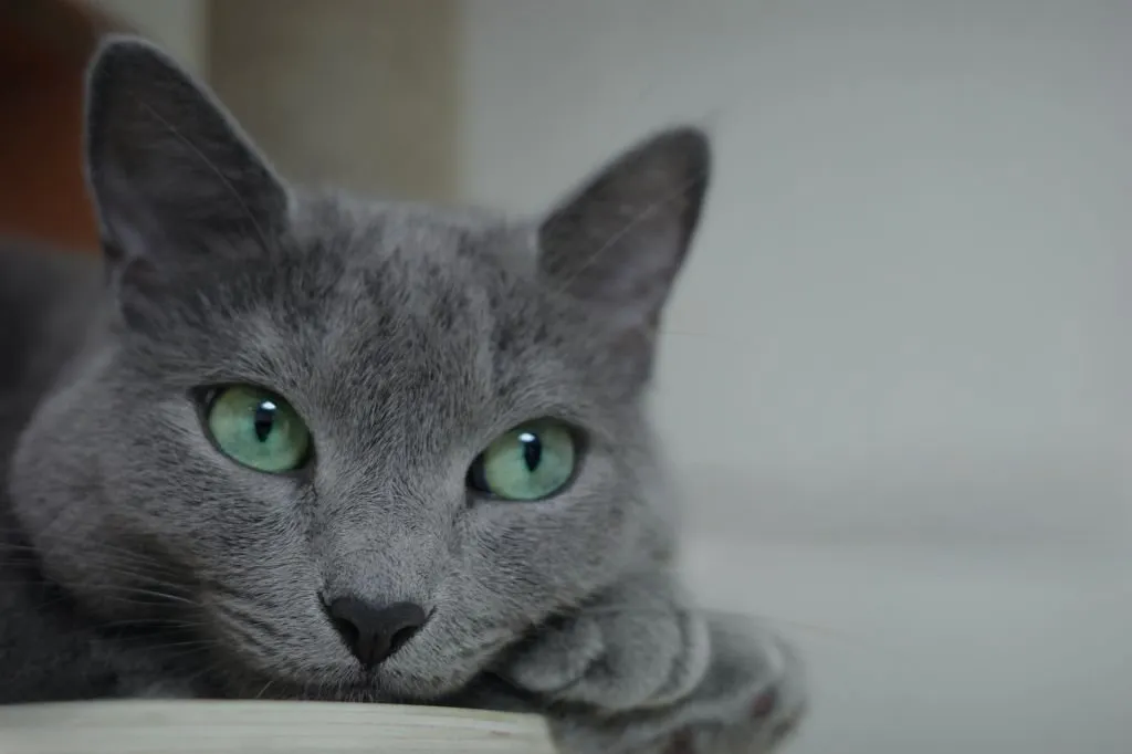 Gato Azul Ruso: características, cuidados y personalidad 5 gato azul ruso 6 adoptar gato azul ruso