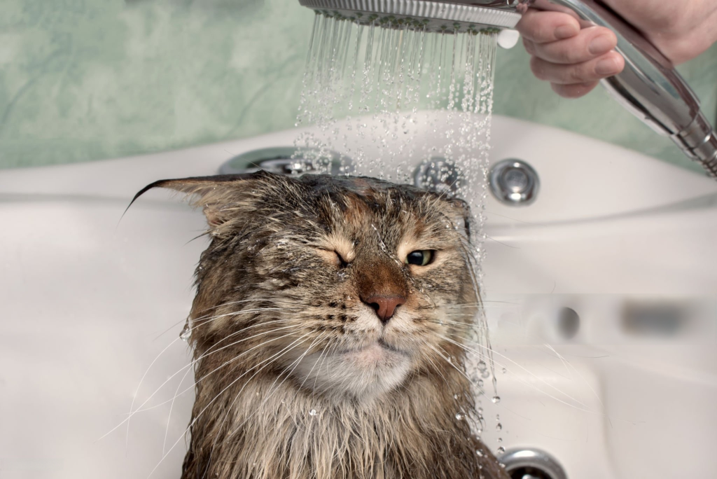 9 cosas que tu gato odia