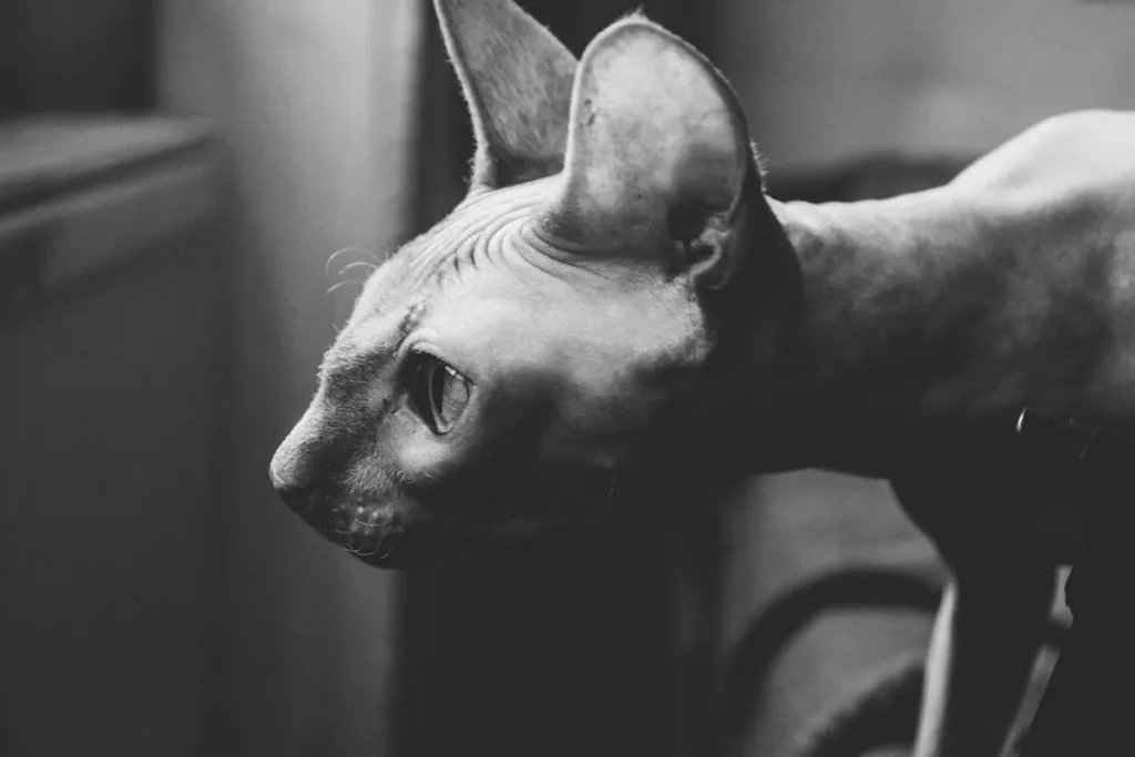 Gato Esfinge (Sphynx): Características, Cuidados y Curiosidades 4 gato esfinge 2 Gato Esfinge