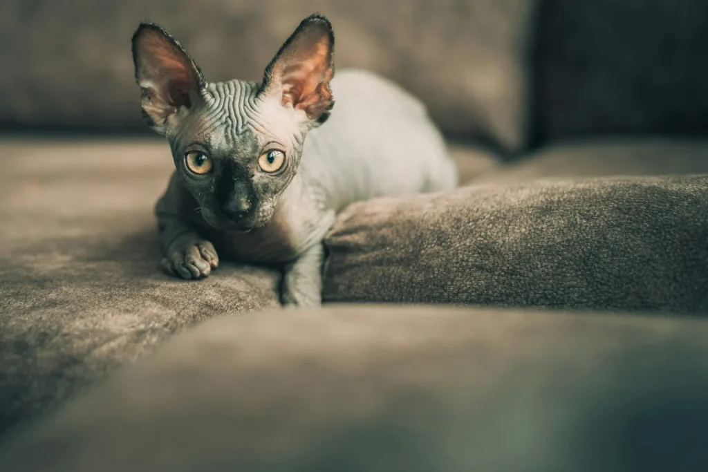 Gato Esfinge (Sphynx): Características, Cuidados y Curiosidades 1 gato esfinge 4 gato esfinge