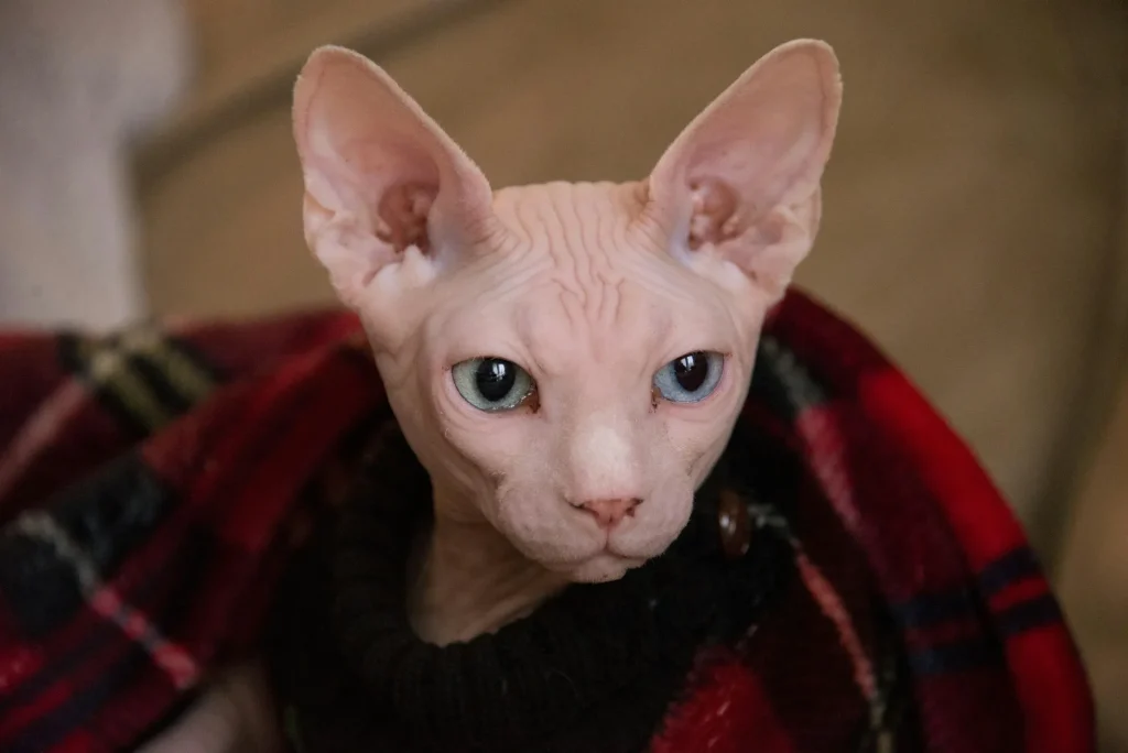 Gato Esfinge (Sphynx): Características, Cuidados y Curiosidades 3 gato esfinge5 Gato Esfinge