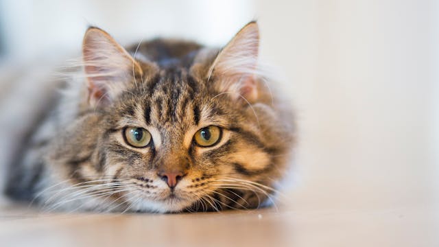 5 errores comunes en el cuidado del gato doméstico (y cómo evitarlos) 1 gato maine coon 1 gato-doméstico