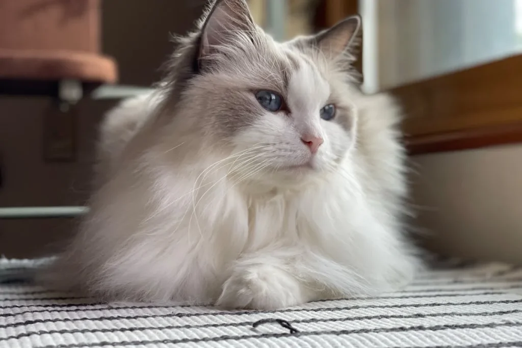 🐱 Gato Ragdoll: Características, personalidad y cuidados de esta raza cariñosa 2 gato ragdoll Gato Ragdoll Popular