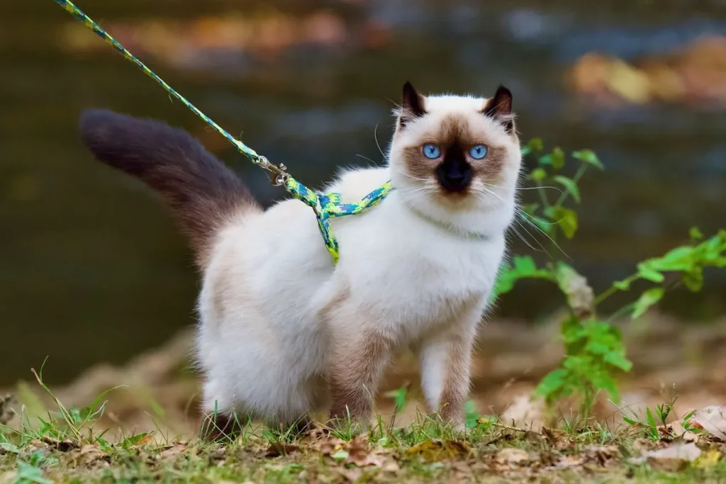🐱 Gato Ragdoll: Características, personalidad y cuidados de esta raza cariñosa 3 gato ragdoll paseo Gato Ragdoll Paseo