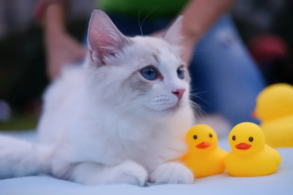 🐱 Gato Ragdoll: Características, personalidad y cuidados de esta raza cariñosa 1 gato ragdoll patitos Gato Ragdoll