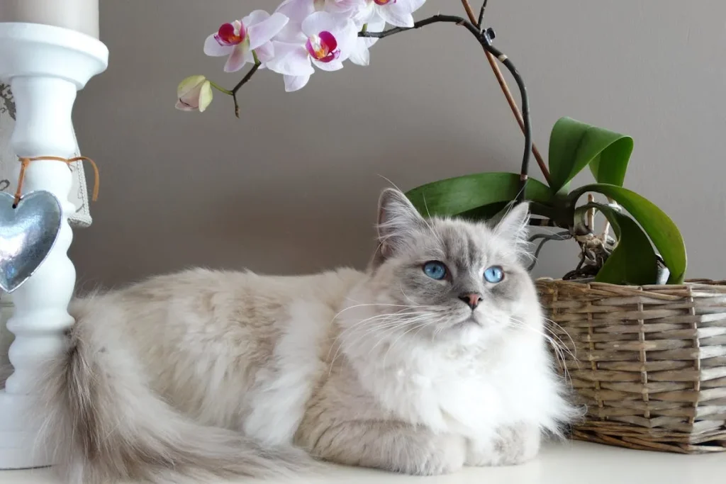 🐱 Gato Ragdoll: Características, personalidad y cuidados de esta raza cariñosa 5 gato ragdoll posando Gato Ragdoll