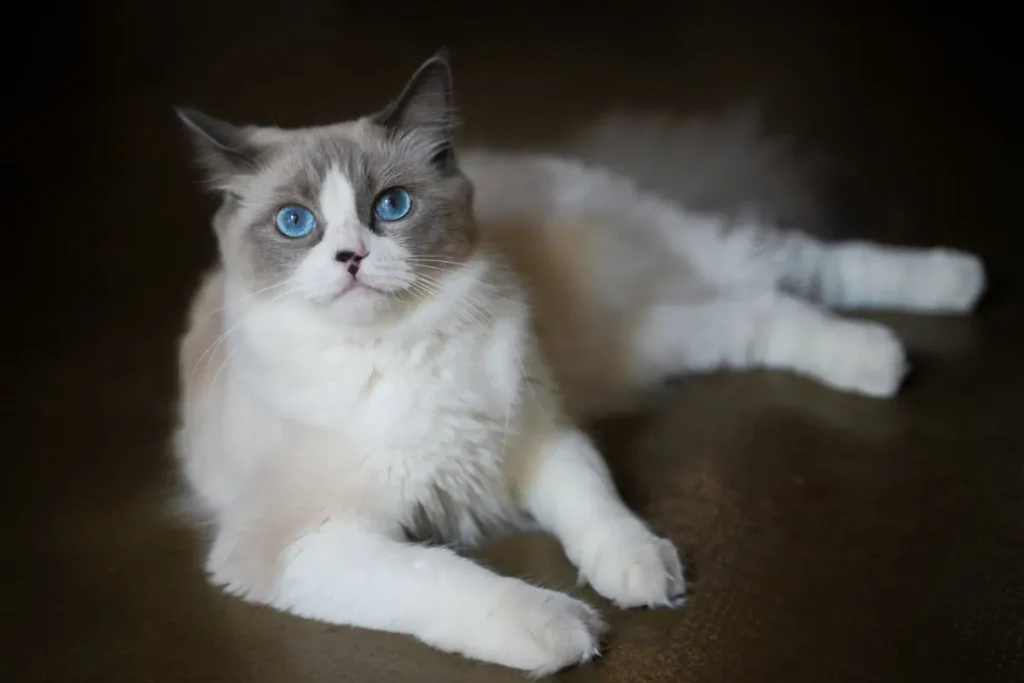 🐱 Gato Ragdoll: Características, personalidad y cuidados de esta raza cariñosa 4 gato ragdoll1 Gato Ragdoll
