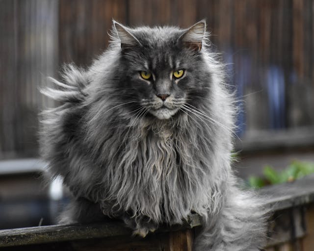 gato-maine-coon