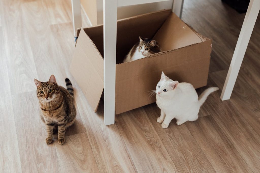 gatos-en-caja