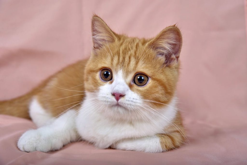 Nombres para gatos 1 pexels 3096301 4697568 Ideas de nombres para gatas hembras