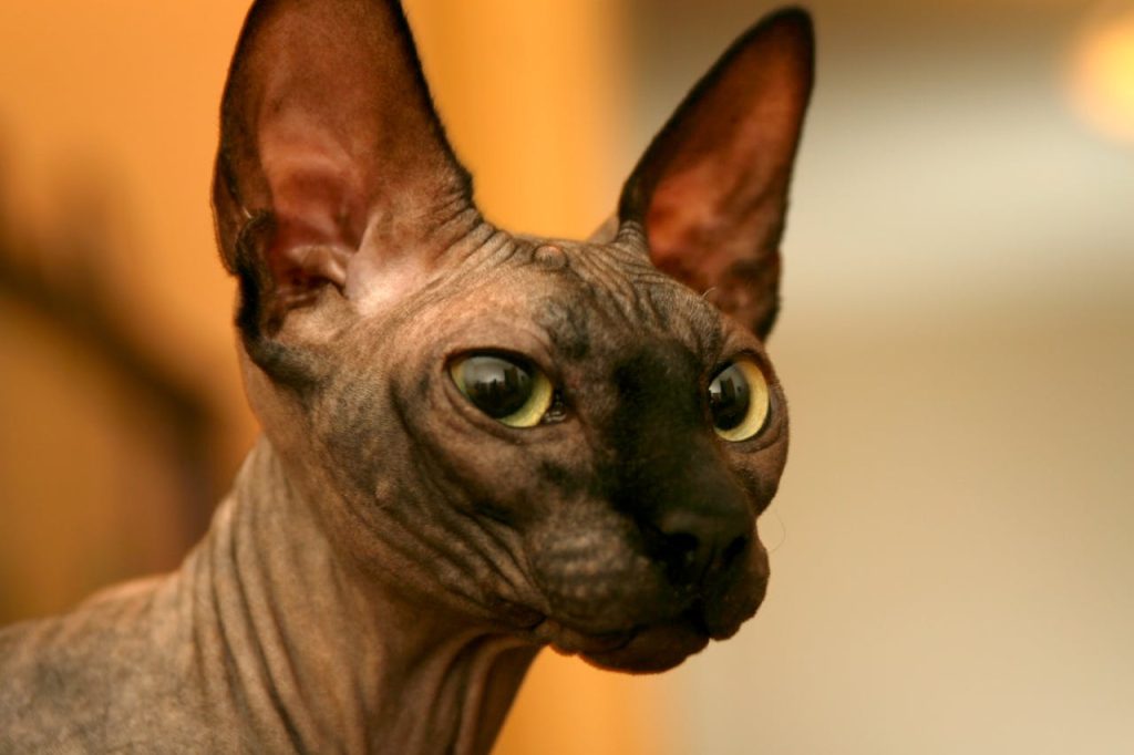 Gato Esfinge Nombres para gatos inspirados en personajes famosos (pelis, series y cultura pop)