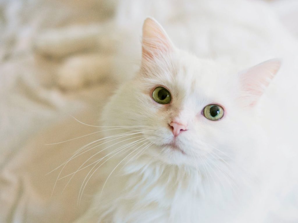 gato blanco Ideas de nombres para gatos bonitos y tiernos