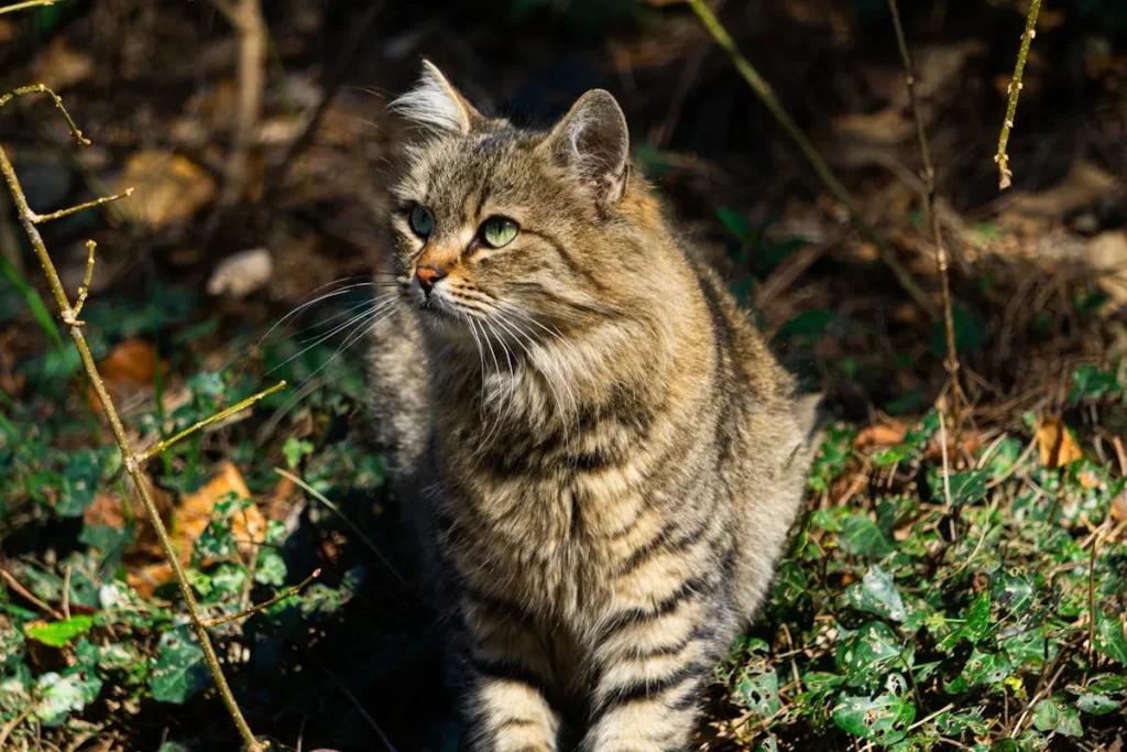 Gato montés 4 pexels huseyn ibadzade 743775288 20462759 11zon Gato de Monte
