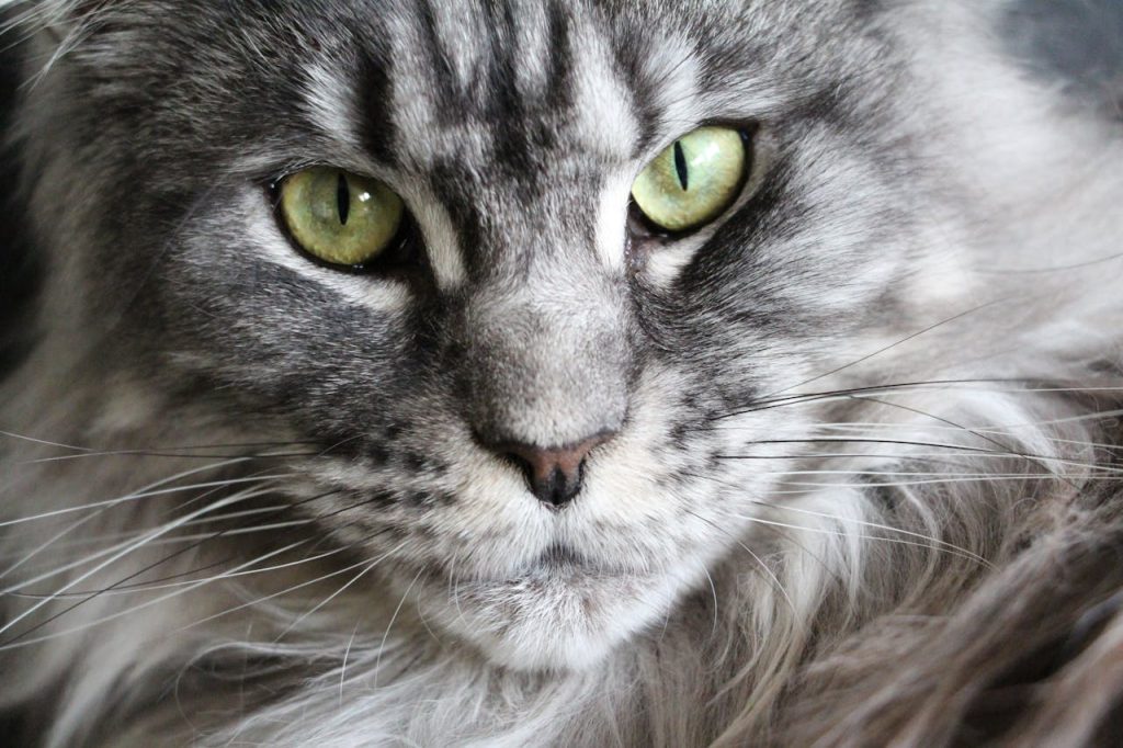 Gato Mine Coon Nombres raros para gatos (únicos y con mucha personalidad)
