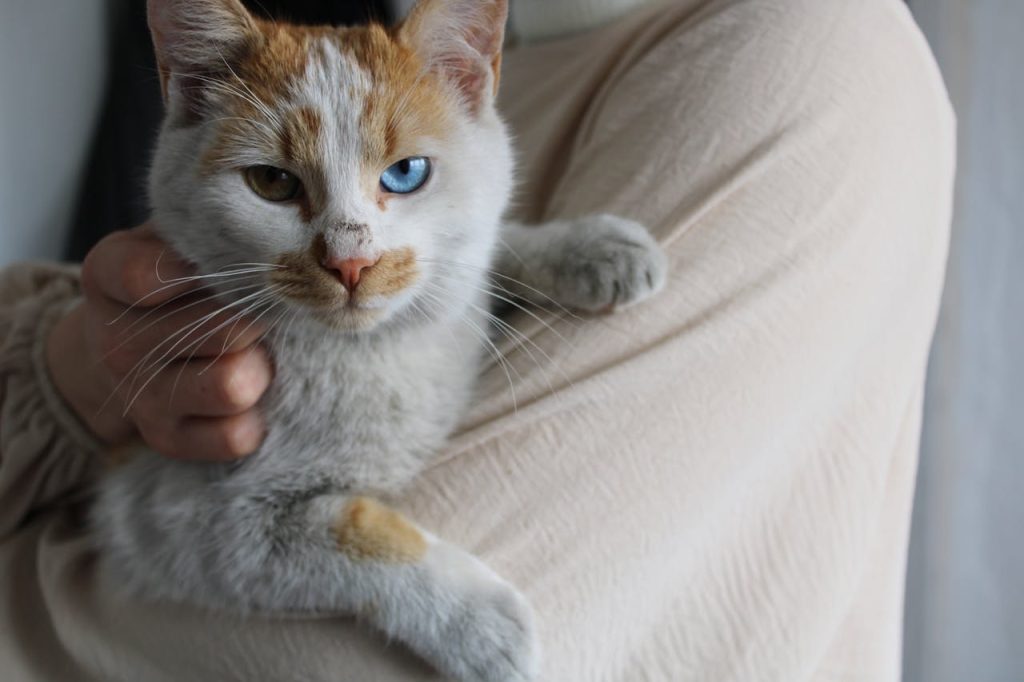 gato con ojos bicolor Ideas de nombres para gatos machos