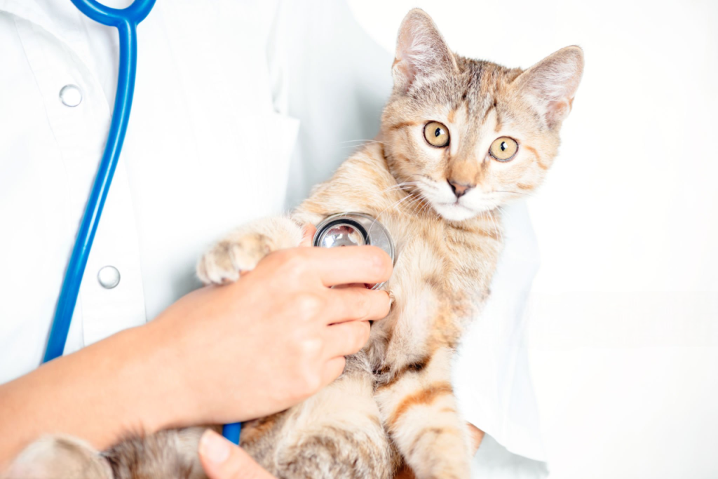 vacunación-para-gatos