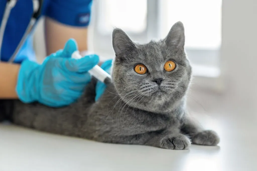 Vacunación para gatos
