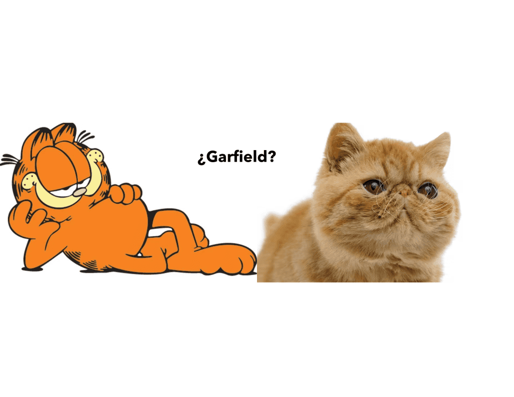 Gato garfield