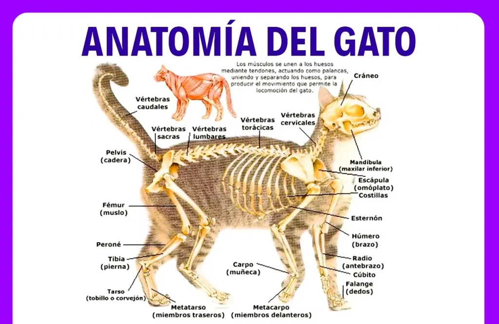 25 curiosidades más sobre los gatos – Parte 4 10 Esqueleto de un Gato 11zon 11zon Anantomía-del-gato