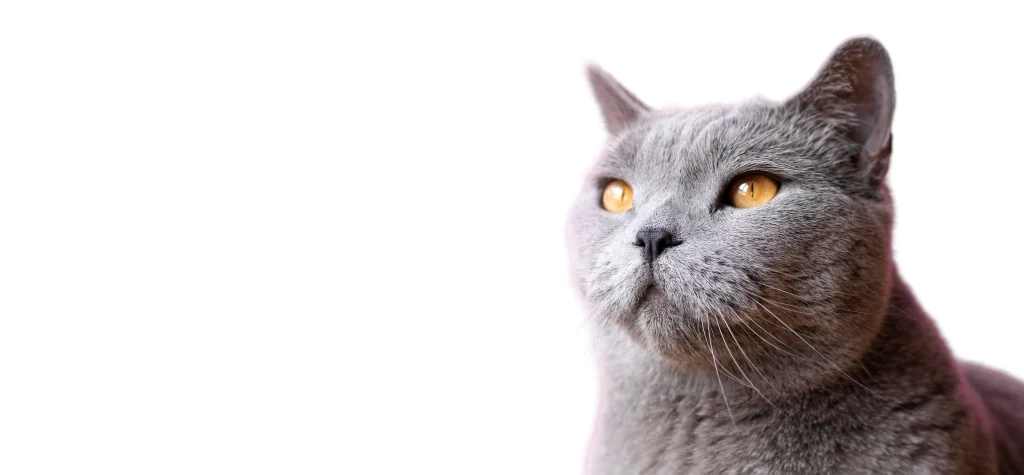 Los 10 Mejores Areneros para Gatos 2025: Guía Definitiva de Compra 11 Los 10 Mejores Areneros para Gatos 2025 Los 10 Mejores Areneros para Gatos 2025