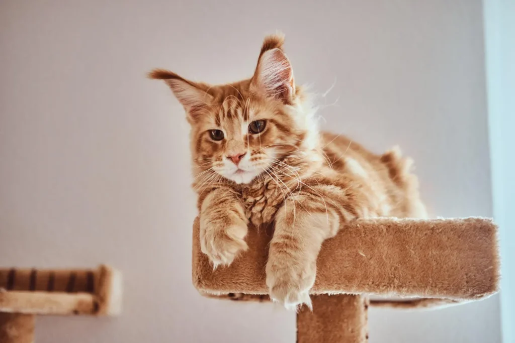 Cuidados del Maine Coon: Guía completa para Mantener Sano a tu Gato Gigante 1 cachorro maine coon Cuidados del Maine Coon