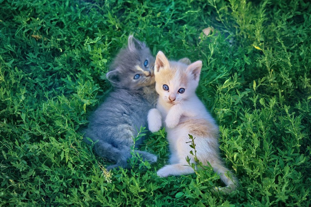 🐱 Cómo Cuidar a un Gato: Los 10 Mejores Consejos para Dueños Primerizos (Guía Completa 2025) 1 cats 5695189 1920 Como Cuidar a un Gato