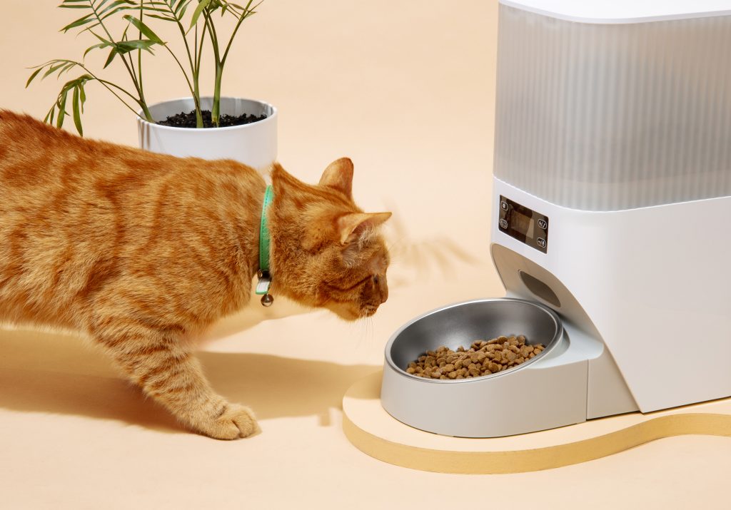 🐱 Cómo Cuidar a un Gato: Los 10 Mejores Consejos para Dueños Primerizos (Guía Completa 2025) 2 comederoparagatos Pienso-Para-Gatos