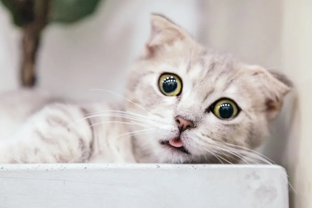 100 Curiosidades de los Gatos 2 curiosiades gatos 100-curiosidades-gatos