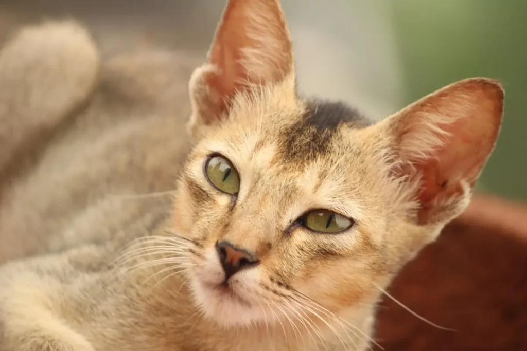 100 Curiosidades de los Gatos 1 curiosidades gatos2 100-curiosidades-gatos