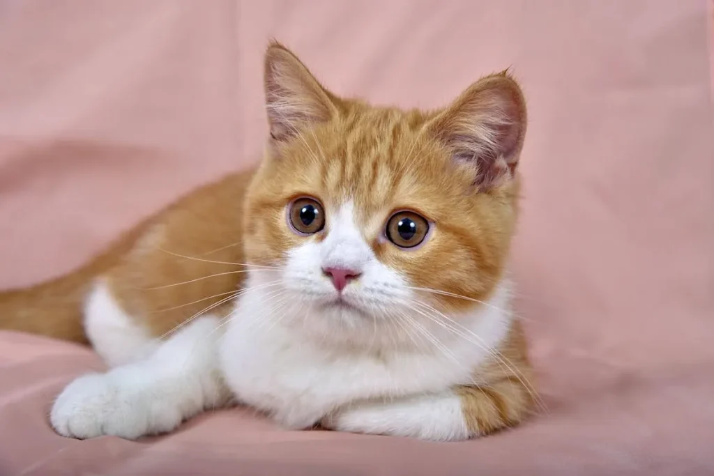 Cómo Enseñar a tu Gatito a Usar el Arenero 1 gatito Como enseñar a tu gatito a usar el arenero