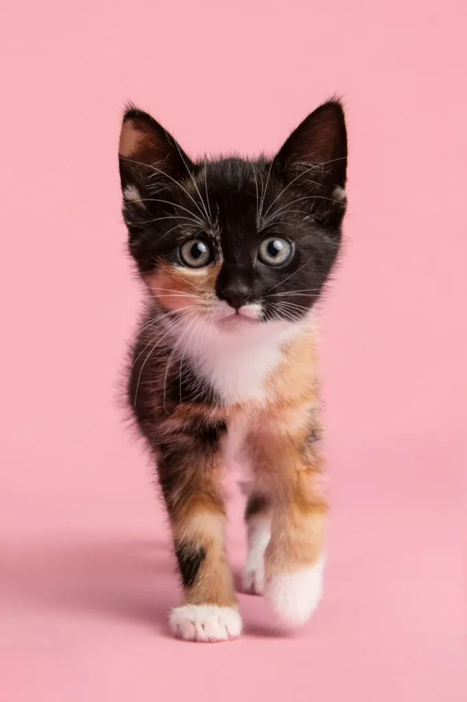 25 curiosidades más sobre los gatos – Parte 4 2 gatito colores Photoroom 11zon gatito-colores