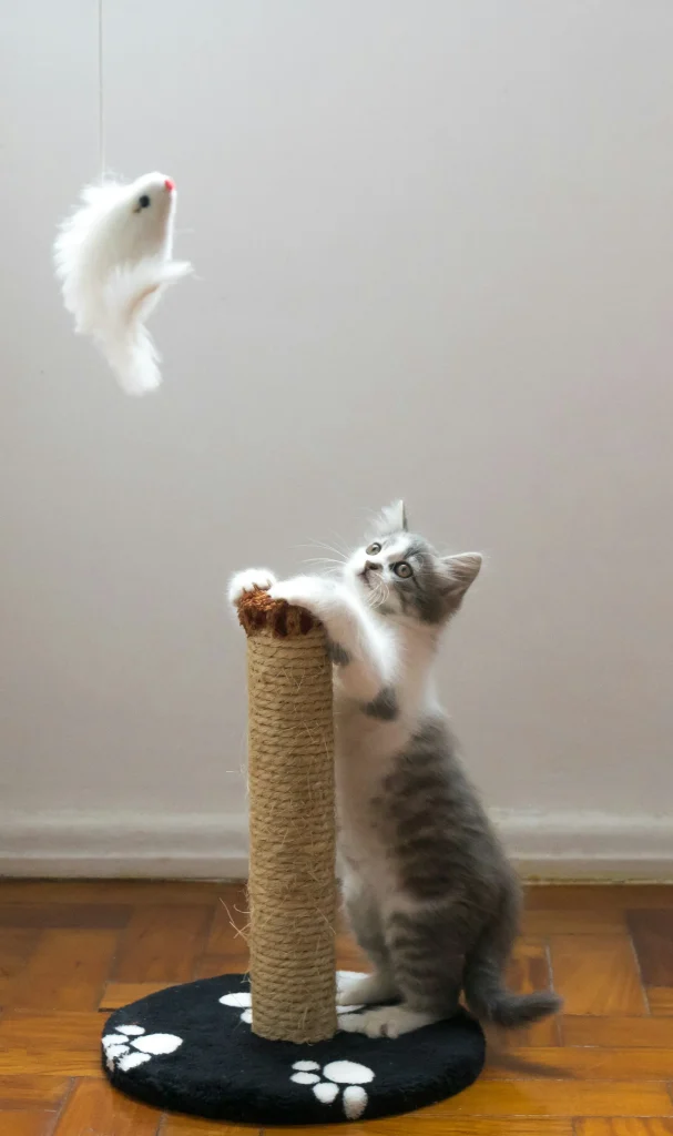 25 curiosidades más sobre los gatos – Parte 4 7 gatito jugando 11zon gatito-jugando