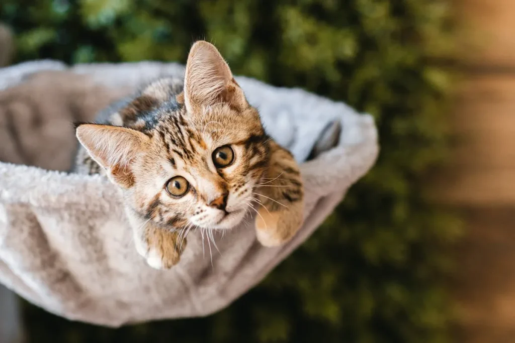 Cómo Enseñar a tu Gatito a Usar el Arenero 3 gatito lindo Como enseñar a tu gatito a usar el arenero