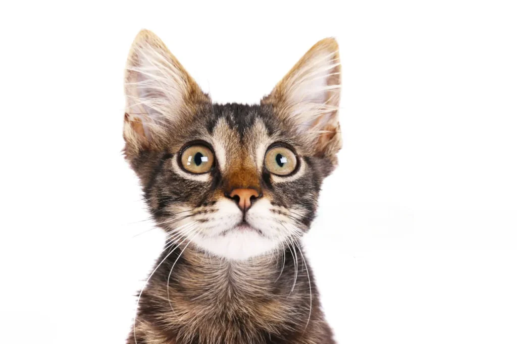 🐾 25 curiosidades más sobre los gatos – Parte 3 1 gatito orejas Photoroom 11zon gatito-orejas