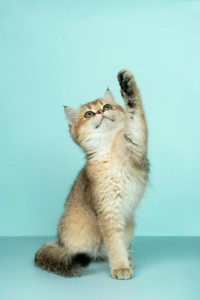 25 curiosidades más sobre los gatos – Parte 4 8 gatito pata 11zon gatito-saludando