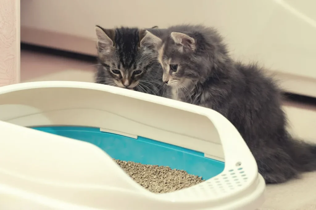 Las 7 Mejores Arenas para Gatos en 2025 1 gatitos arenero las 7 mejores arenas para gatos en 2025