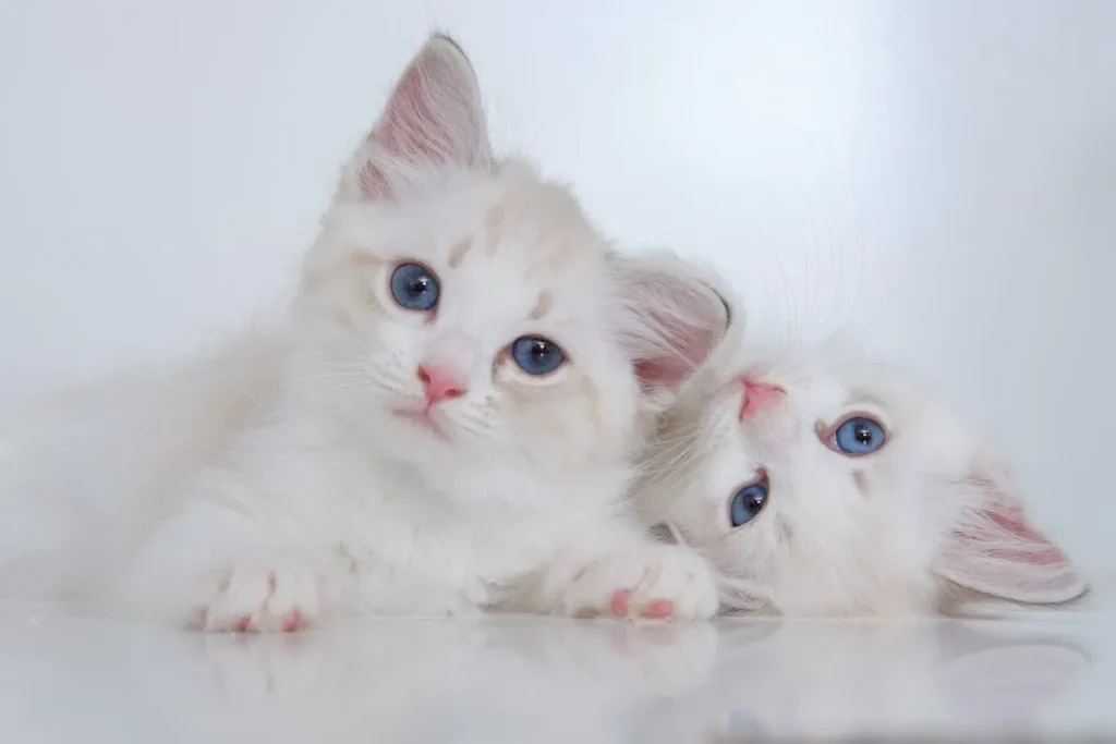 Cómo Enseñar a tu Gatito a Usar el Arenero 2 gatitos blancos Como enseñar a tu gato a usar el arenero